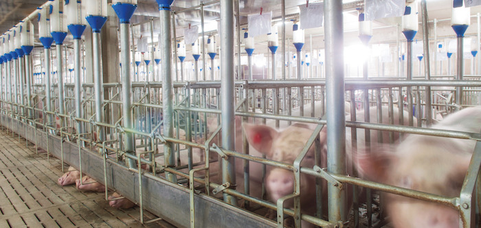 Slow sow stall progress in US highlights welfare gulf | Pig World