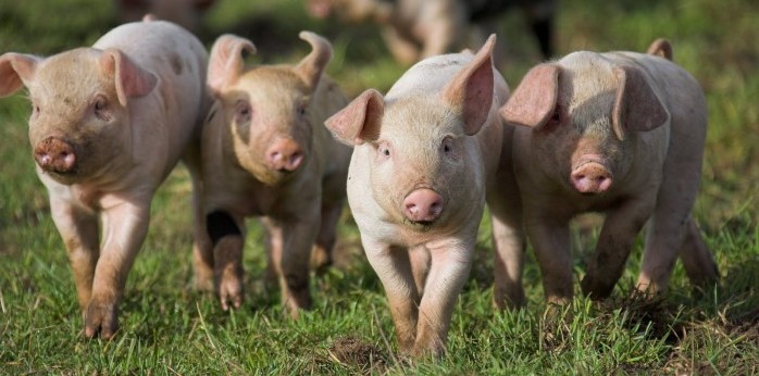 RSPCA Assured announces new pig and poultry awards shortlist - Pig World