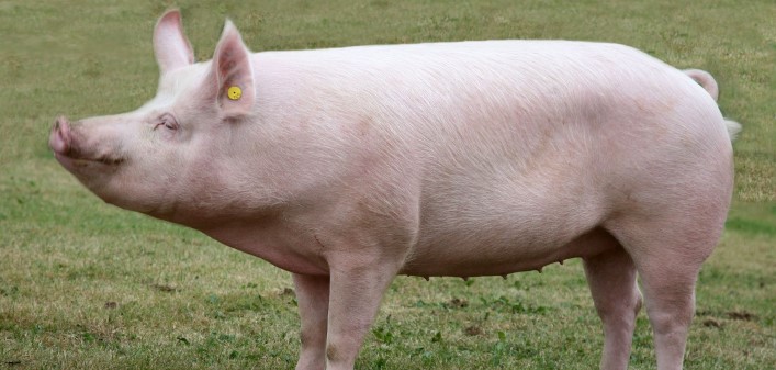 The Yorkshire Pig added to Rare Breed Survival Trust watchlist - Pig World