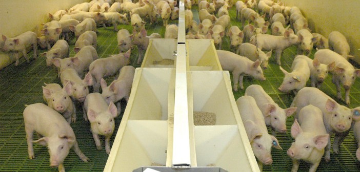 Removing zinc oxide from pig diets – what are your options? | Pig World